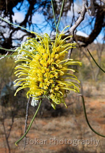 Larapinta_20080608_333 copy.jpg - Grevillea, Ghost Gum Flat